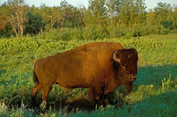 Canada-Manitoba-Riding Mountain National Park Close-up of male American plains bison